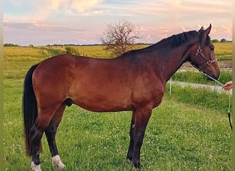 Polish Halfbred, Gelding, 3 years, Brown