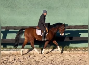 Polish Halfbred, Gelding, 4 years, 15.2 hh, Brown