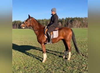 Polish Halfbred, Gelding, 4 years, 15.2 hh, Brown