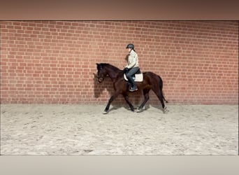 Polish Halfbred, Gelding, 4 years, 15,2 hh, Brown