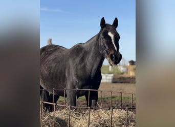 Polish Halfbred, Gelding, 4 years, 15,2 hh, Bay-Dark