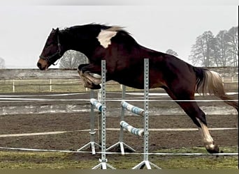 Polish Halfbred, Gelding, 4 years, 16,1 hh, Pinto