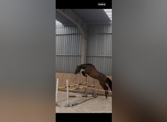 Polish Halfbred, Gelding, 4 years, 16,1 hh, Bay