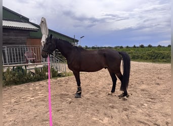 Polish Halfbred Mix, Gelding, 4 years, 16,1 hh, Smoky-Black