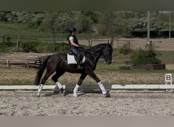 Polish Halfbred, Gelding, 4 years, 16,3 hh, Black
