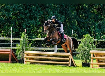 Polish Halfbred, Gelding, 4 years, 17 hh, Bay-Dark