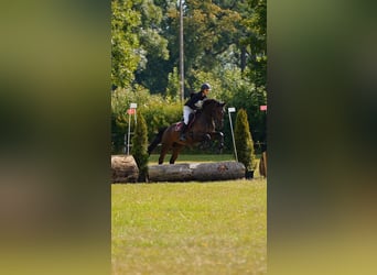 Polish Halfbred, Gelding, 4 years, 17 hh, Bay-Dark