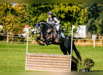 Polish Halfbred, Gelding, 4 years, 17 hh, Grey