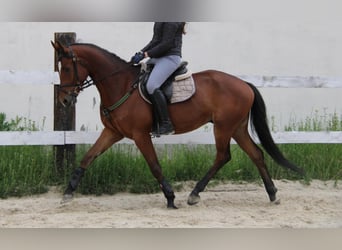 Polish Halfbred, Gelding, 4 years, Bay