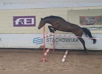 Polish Halfbred, Gelding, 5 years, 16 hh, Brown