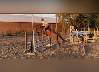 Polish Halfbred, Gelding, 6 years, 15,2 hh, Bay