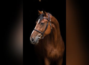 Polish Halfbred, Gelding, 6 years, 16,1 hh, Brown