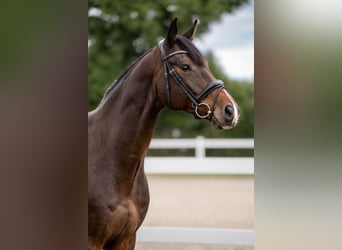 Polish Halfbred, Gelding, 6 years, 16.3 hh, Bay-Dark