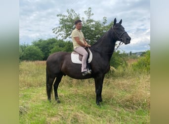 Polish Halfbred, Gelding, 6 years, 16,3 hh, Black