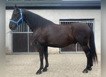 Polish Halfbred, Gelding, 6 years, 16,3 hh, Black