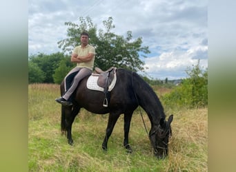 Polish Halfbred, Gelding, 6 years, 16,3 hh, Black