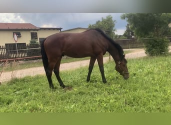 Polish Halfbred, Gelding, 6 years, 17 hh, Bay