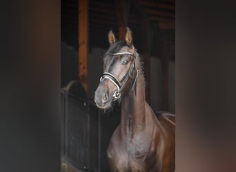 Polish Halfbred, Gelding, 6 years, 17 hh, Smoky-Black