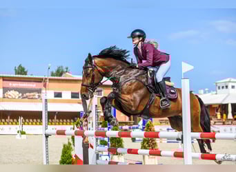 Polish Halfbred, Gelding, 6 years, Brown