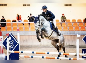 Polish Halfbred, Gelding, 6 years, Grey