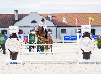 Polish Halfbred, Gelding, 7 years, 15.1 hh, Chestnut-Red Polish Halfbred, Gelding, 7 years, 15.1 hh, Chestnut-Red