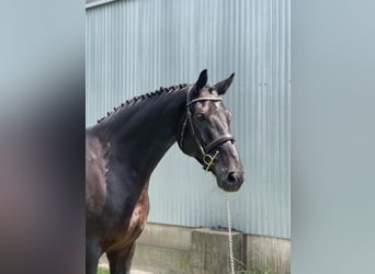 Polish Halfbred, Gelding, 7 years, 16,1 hh, Black