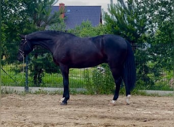 Polish Halfbred, Gelding, 7 years, 16,1 hh, Black