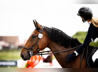 Polish Halfbred, Gelding, 7 years, Bay