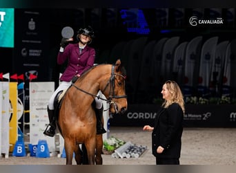 Polish Halfbred, Gelding, 7 years, Brown