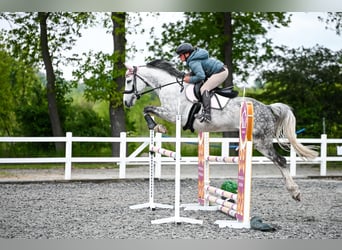 Polish Halfbred, Gelding, 7 years, Gray-Dapple