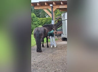 Polish Halfbred, Gelding, 8 years, 14,2 hh, Black