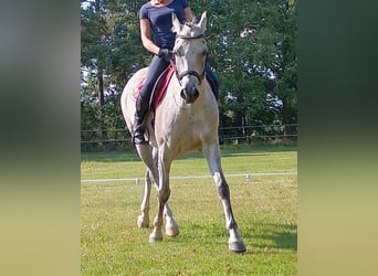 Polish Halfbred, Gelding, 8 years, 15,2 hh, Grey