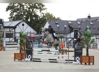 Polish Halfbred, Gelding, 8 years, 15,2 hh, Grey