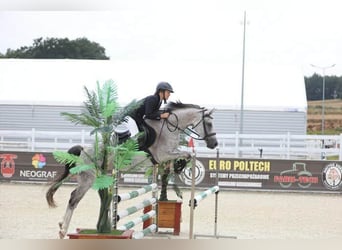 Polish Halfbred, Gelding, 8 years, 15,2 hh, Grey