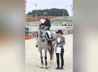 Polish Halfbred, Gelding, 8 years, 15,2 hh, Grey