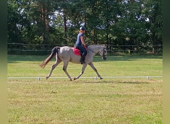 Polish Halfbred, Gelding, 8 years, 15,2 hh, Grey