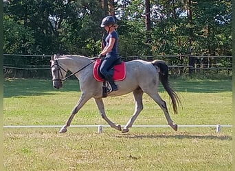 Polish Halfbred, Gelding, 8 years, 15,2 hh, Grey