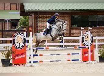 Polish Halfbred, Gelding, 8 years, 16.1 hh, Grey Polish Halfbred, Gelding, 8 years, 16.1 hh, Grey