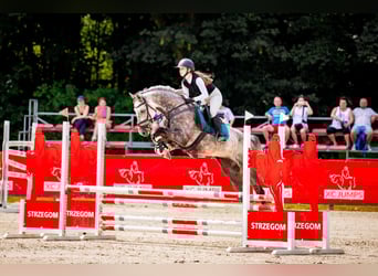 Polish Halfbred, Gelding, 8 years, 16.1 hh, Grey Polish Halfbred, Gelding, 8 years, 16.1 hh, Grey