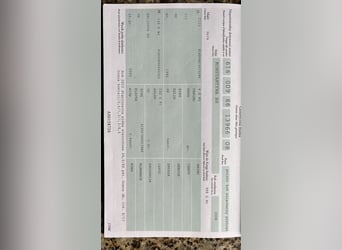 Polish Halfbred, Gelding, 8 years, 16.1 hh, Grey Polish Halfbred, Gelding, 8 years, 16.1 hh, Grey