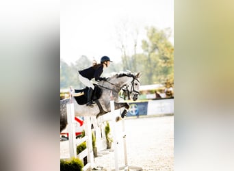 Polish Halfbred, Gelding, 8 years, 16.1 hh, Grey Polish Halfbred, Gelding, 8 years, 16.1 hh, Grey
