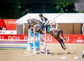 Polish Halfbred, Gelding, 8 years, 16,1 hh, Grey