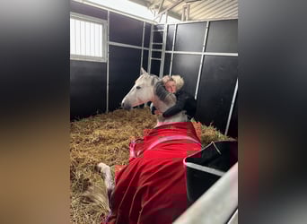 Polish Halfbred, Gelding, 8 years, 16,1 hh, Grey
