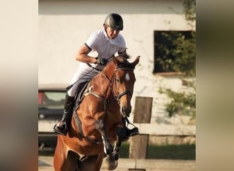 Polish Halfbred, Gelding, 8 years, 17 hh, Brown