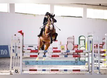 Polish Halfbred, Gelding, 8 years, 17 hh, Brown
