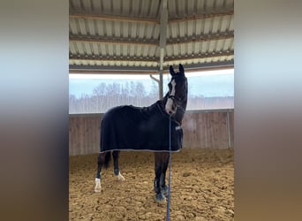 Polish Halfbred, Gelding, 8 years, 17 hh, Brown