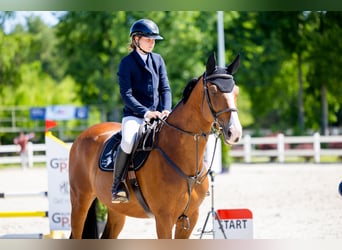 Polish Halfbred, Gelding, 8 years, 17 hh, Brown
