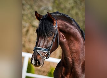 Polish Halfbred, Gelding, 8 years, 17 hh, Chestnut