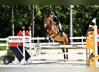 Polish Halfbred, Gelding, 8 years, Brown
