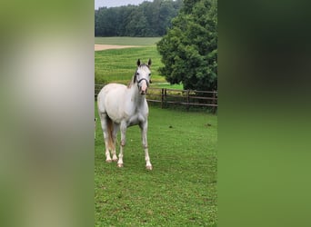 Polish Halfbred, Gelding, 9 years, 14,2 hh, Grey